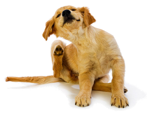 Natural Remedies for Dog Skin Allergies Itching